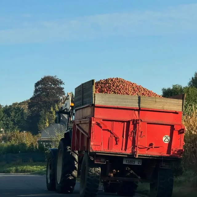 Remorque de pommes à cidre à la récolte