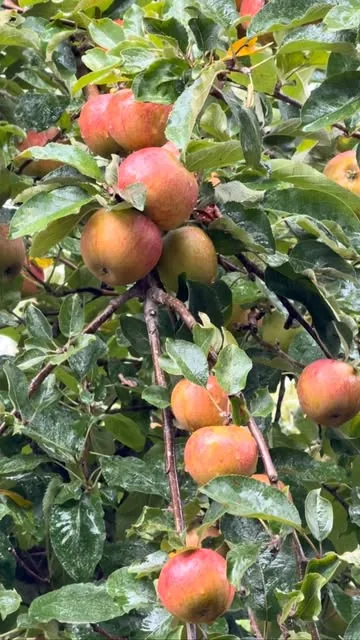 Pommes à cidre dans un verger normand